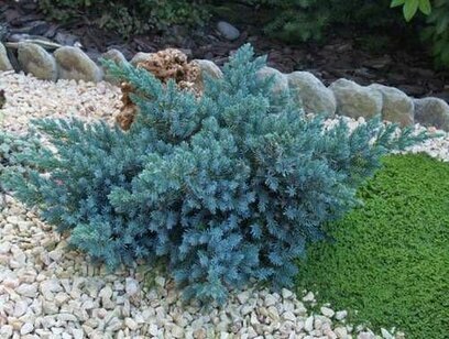 Jalovec šupinatý Blue Compact, v květináči 20/30 cm Juniperus squamata Blue Compact